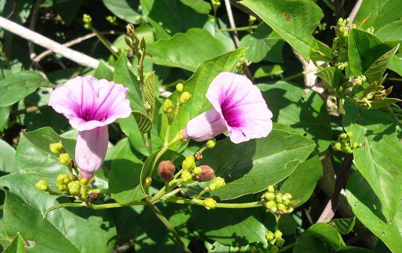 Argyreia – eFlora of India